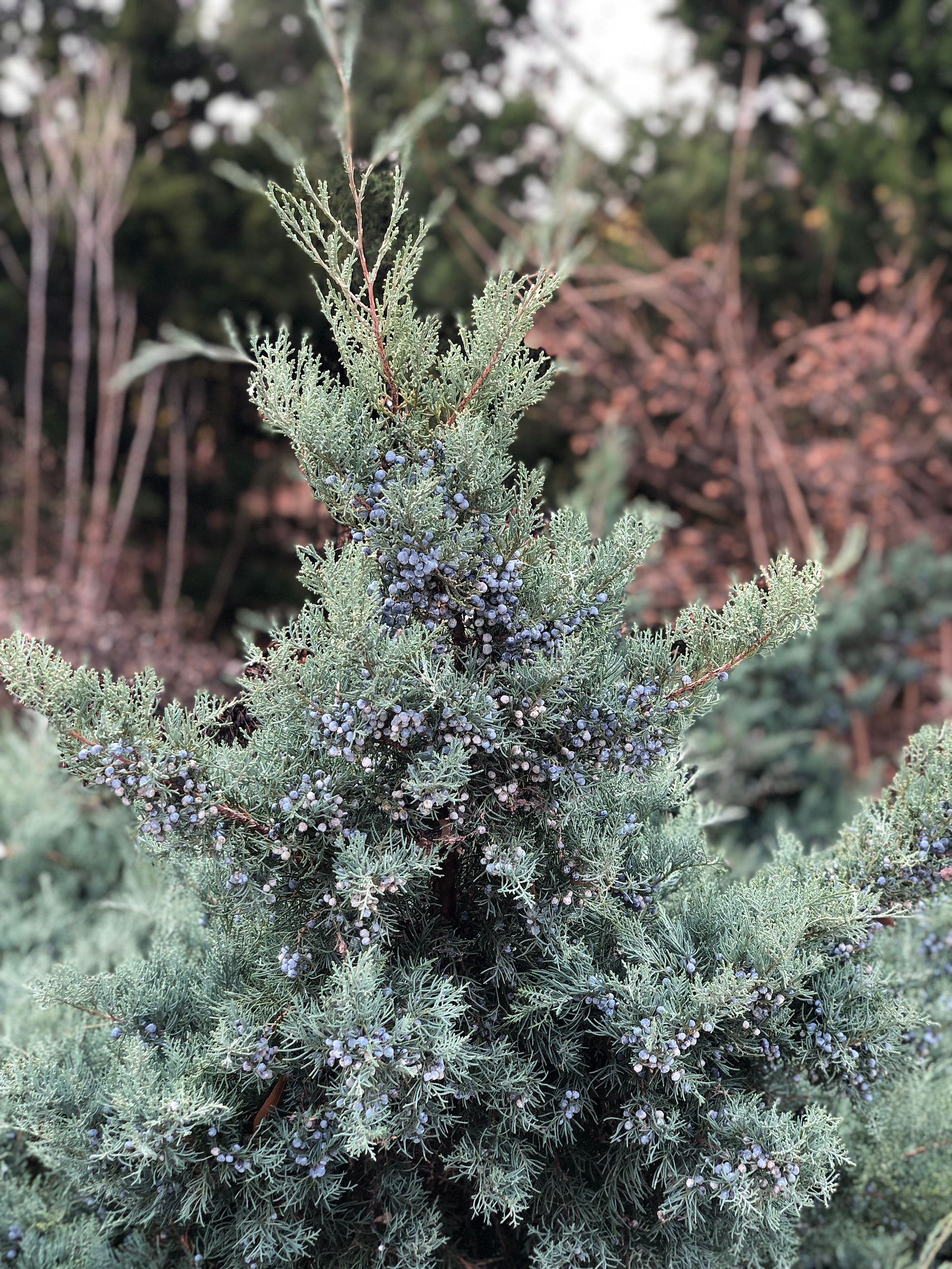 blue green tree