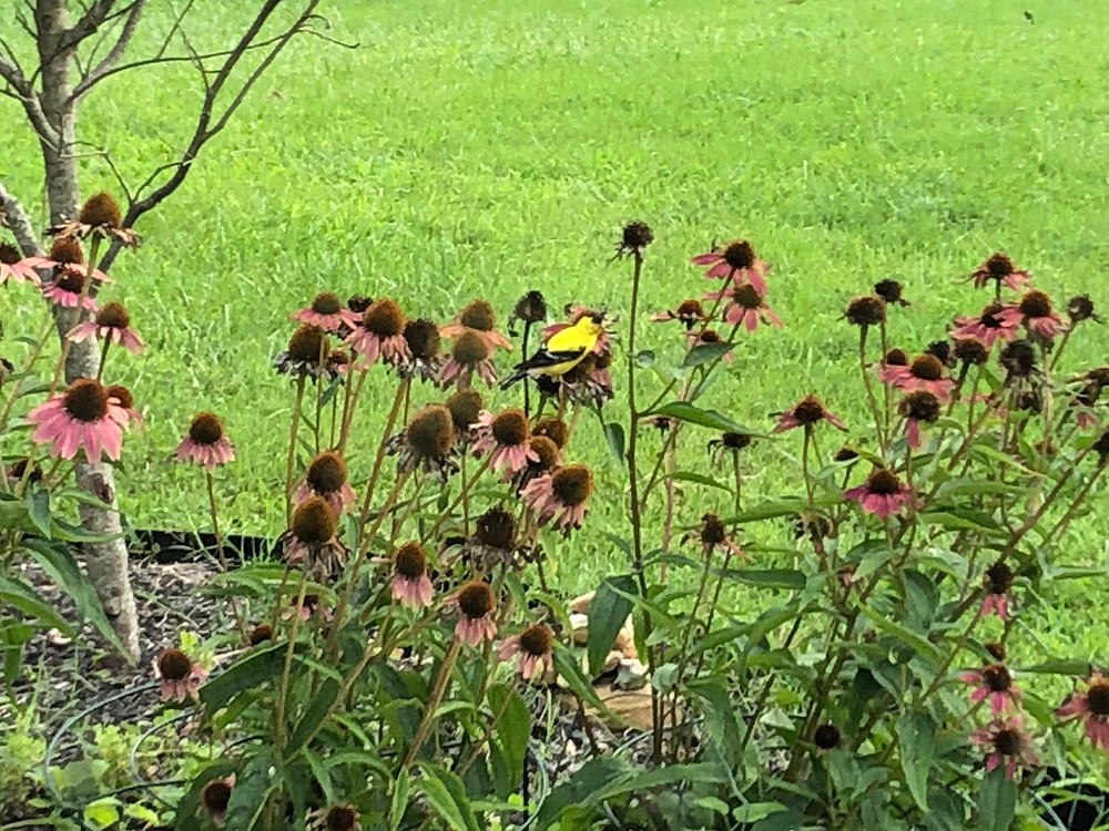 goldfinch feeding on native coneflowers