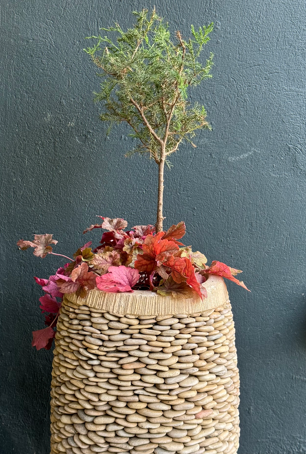 container with tiny tree