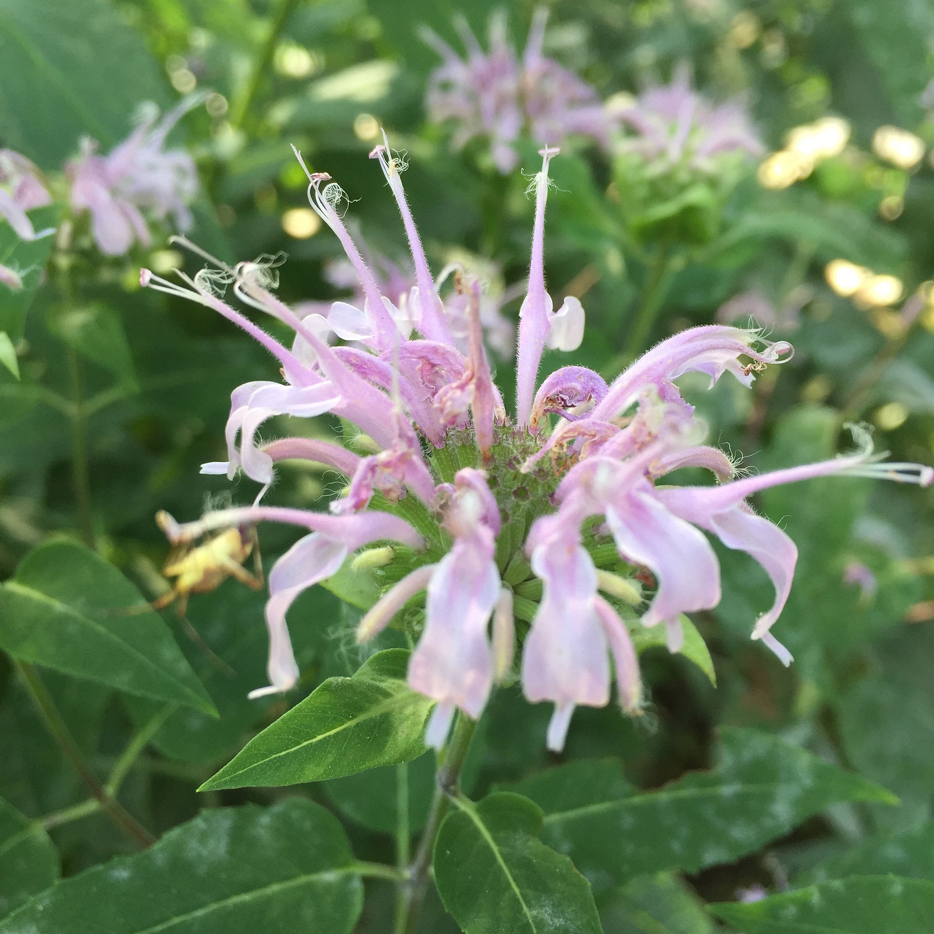 pale pink flower