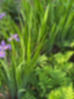 purple flowers and green plants