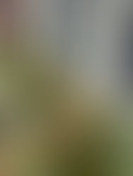 window box with cuttings for holiday