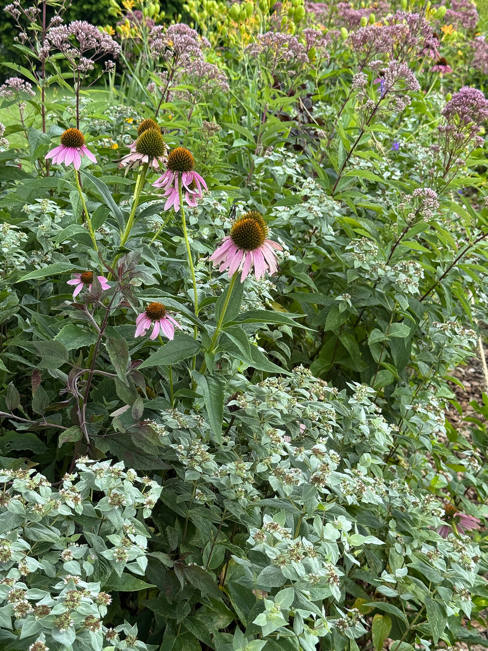 pale green plants and pink flowers