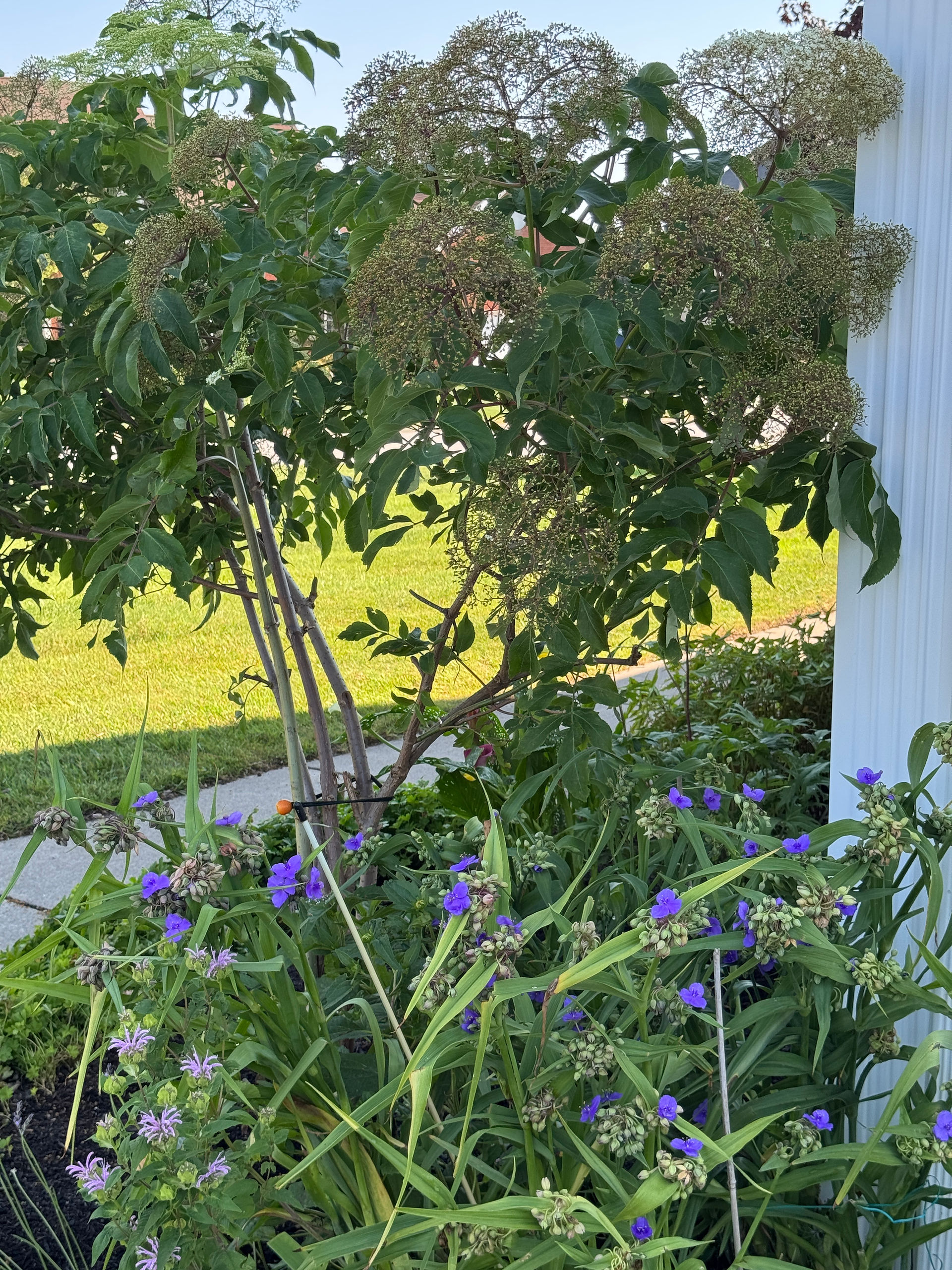 purple flowers underneath green shrub