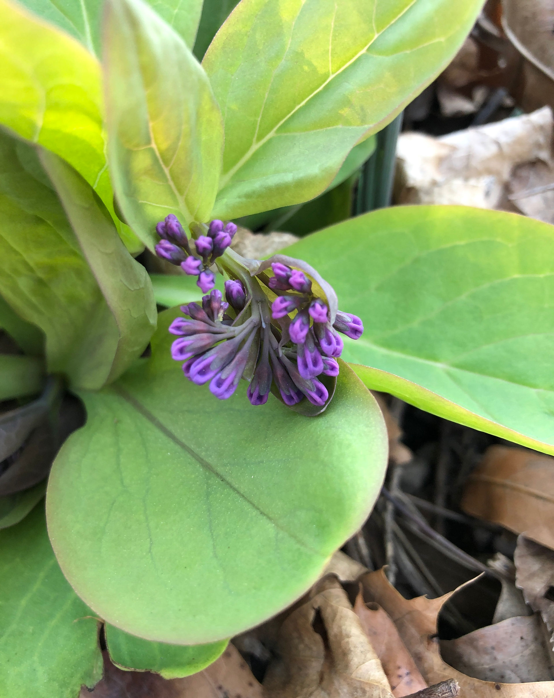 new buds of Virginia bluebell