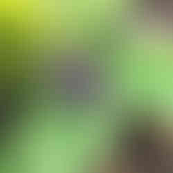 new buds of Virginia bluebell