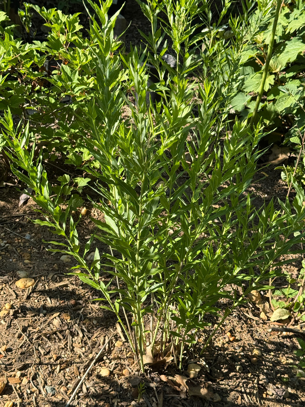 closeup of small green plant with no flowers