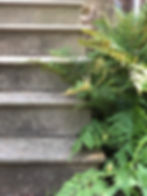 sensitive ferns along side steps