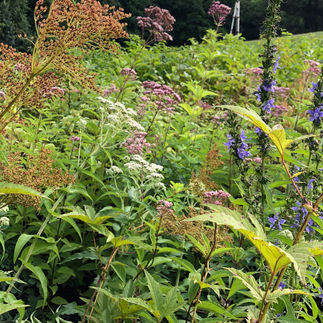 eupatorium, lobelia