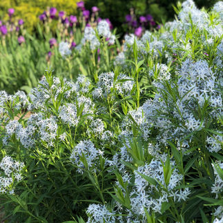 green plant with pale blue flowers