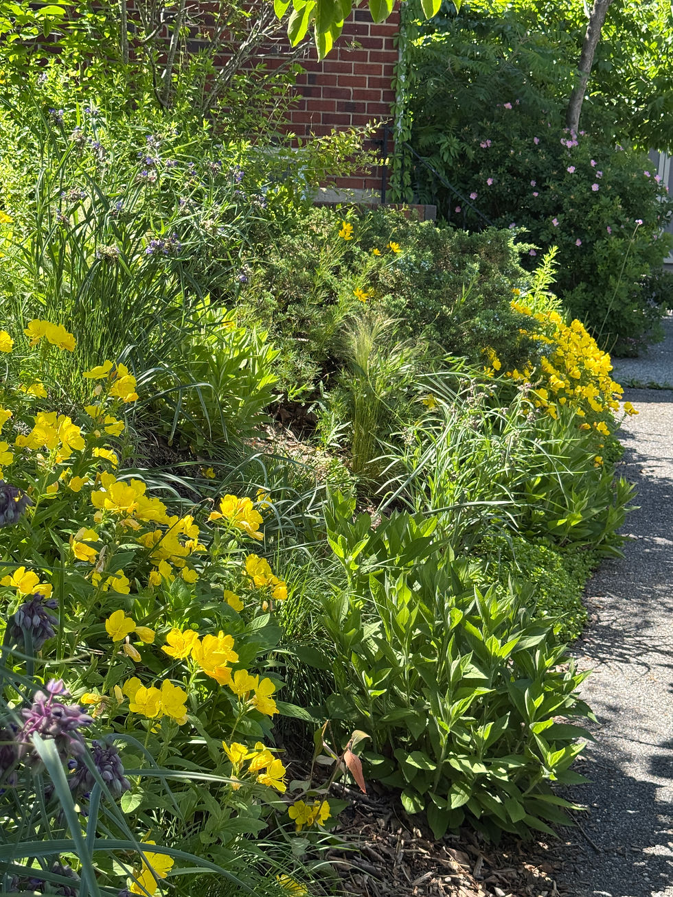 slope along driveway with yellow flowers