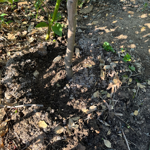 narrow tree trunk and bare ground and small berm