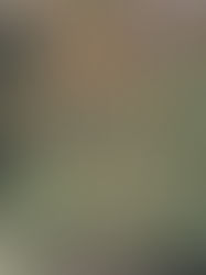 tree with red berries