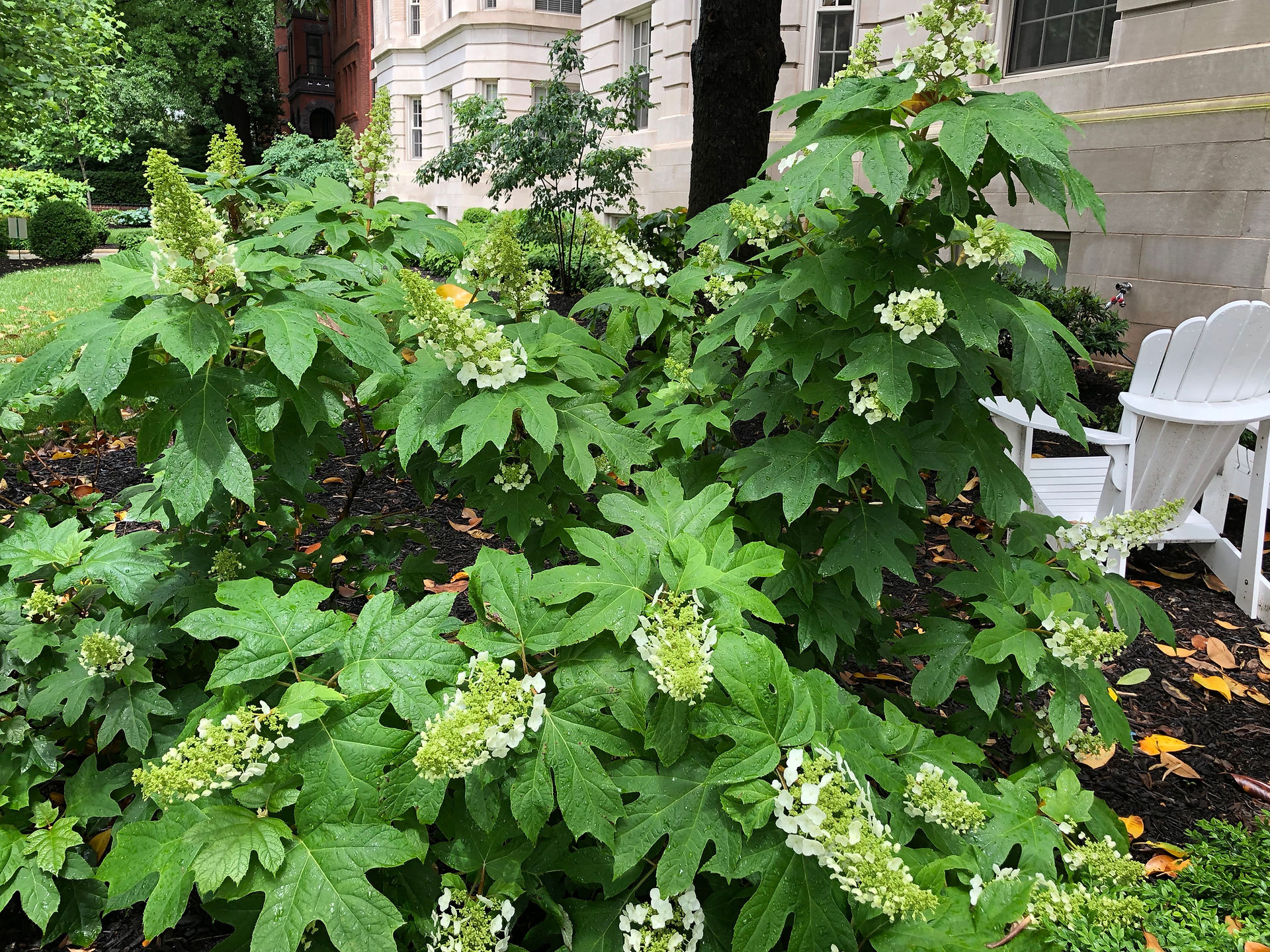 oak leaf hydrangea