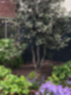 ornamental small tree