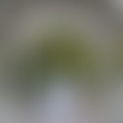 Native Plant Garden Inspiration: North Carolina Style