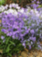 native creeping phlox in bloom in part sun