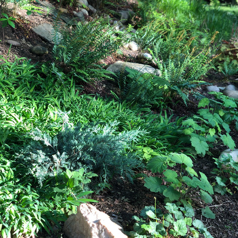 many green hues in plants