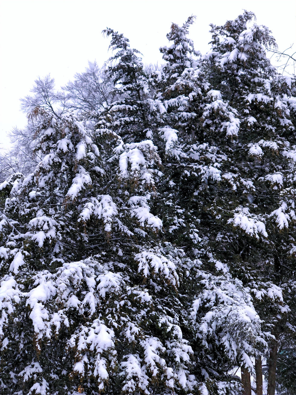 eastern red cedar in snowfall