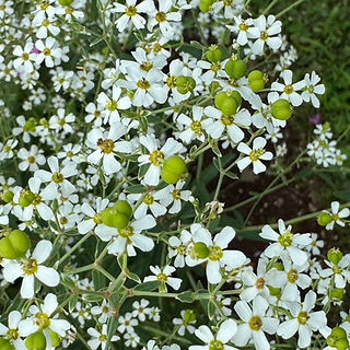 small white flowers with greenish yellow centers