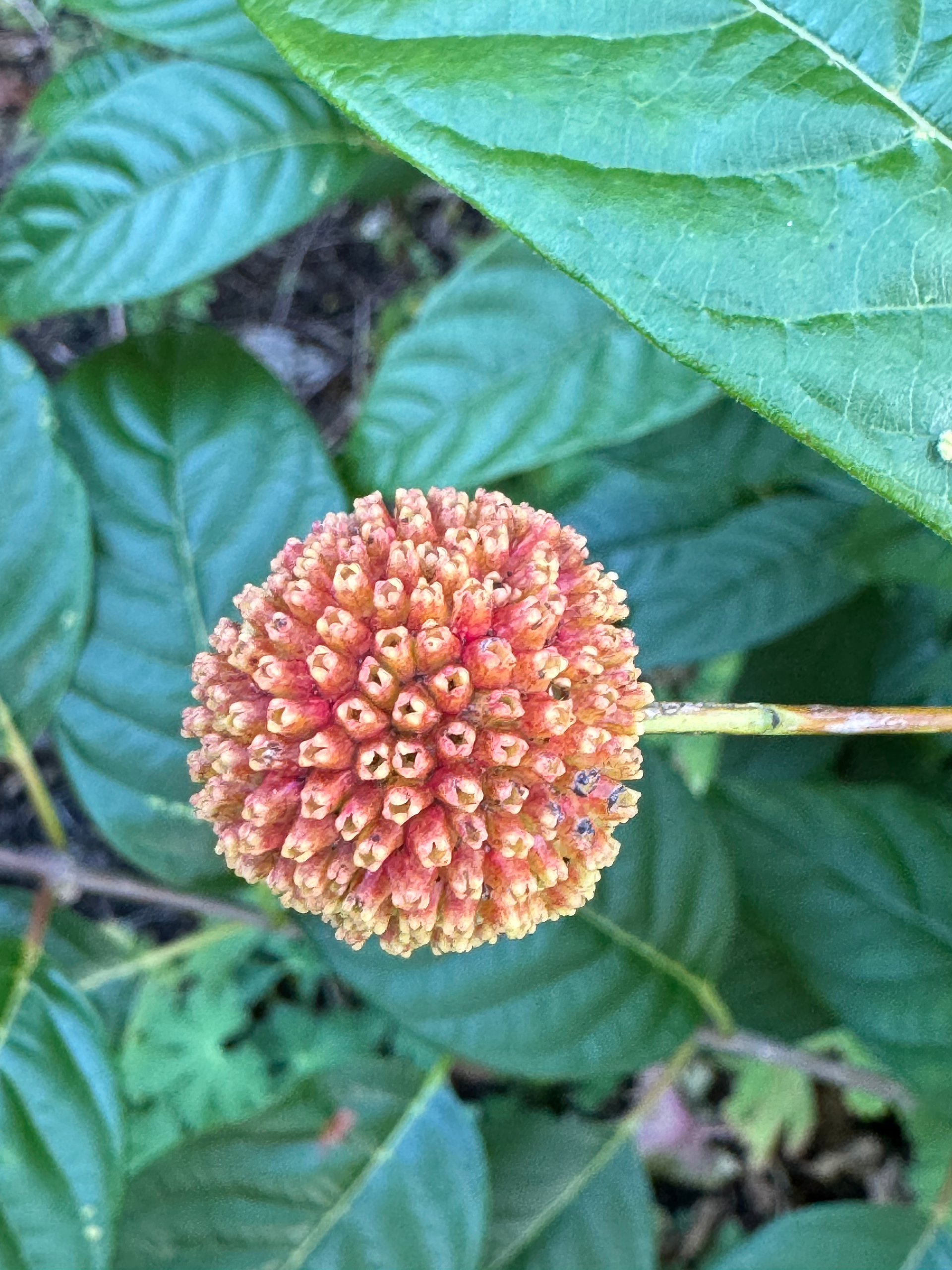 red orb flower