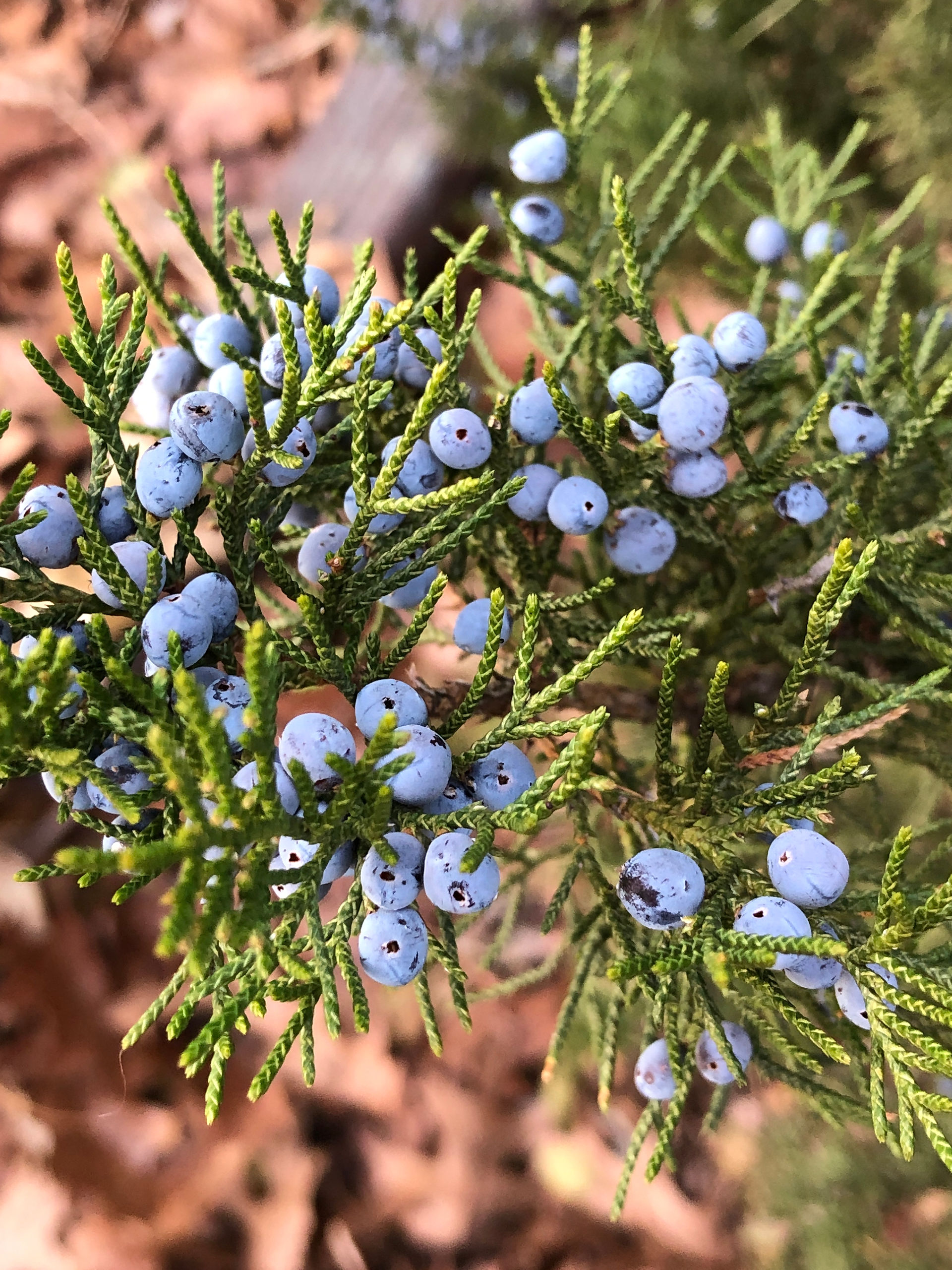 tiny blue berries