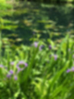 northern blue flag iris at Mt. Cuba in April
