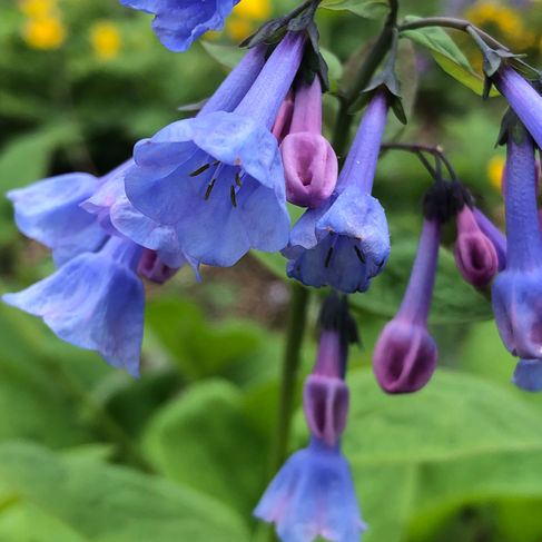 blue flower close-up