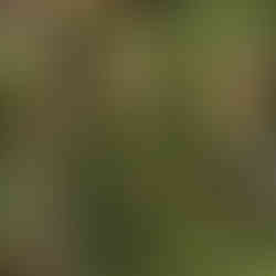 roots laid out on grass