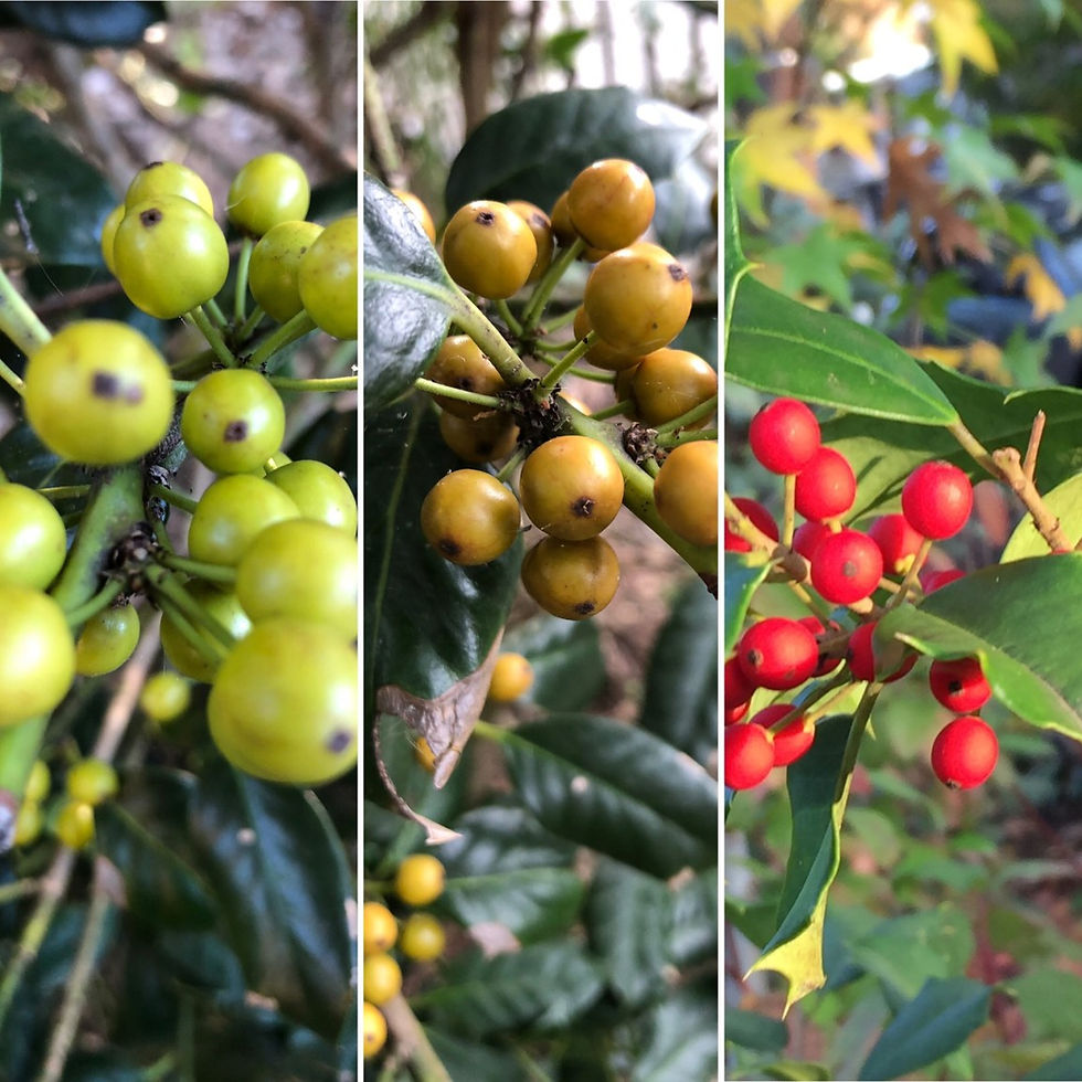 holly berries ombre