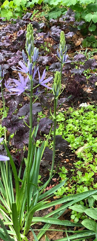 Camassia blooming in early spring