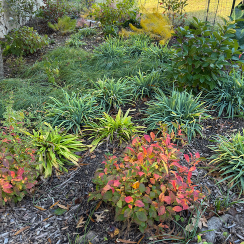 red, green and blue plants under tree