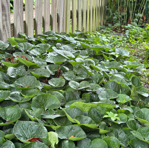 low growing green plants near wood fence