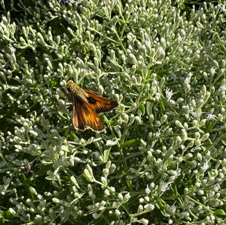 skipper on white flower