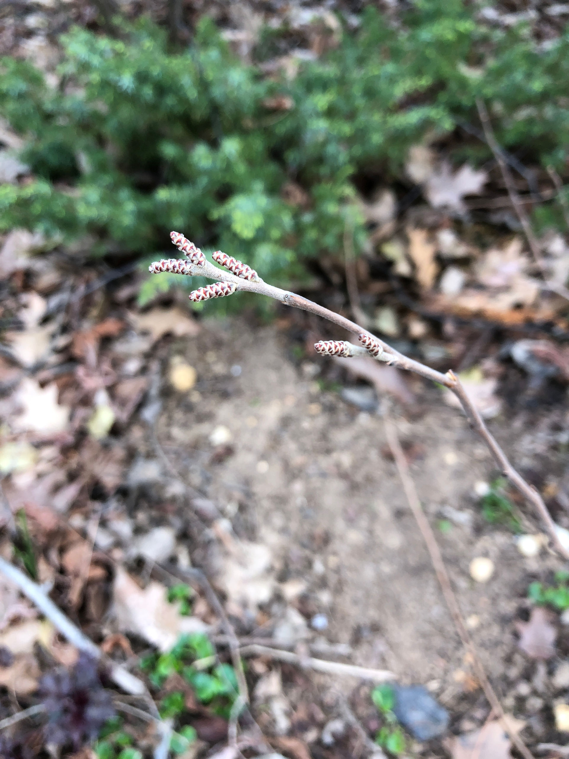 light brown small catkins