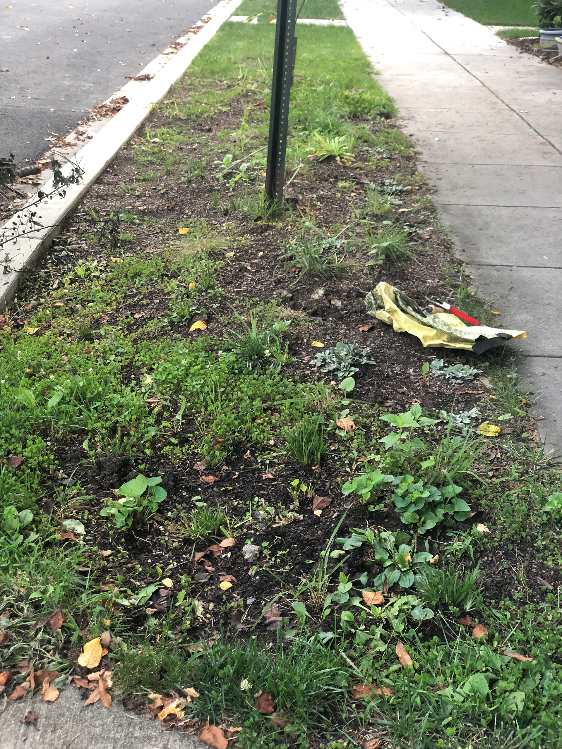 weedy garden bed before