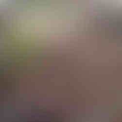 partially pruned red twig dogwood shrub