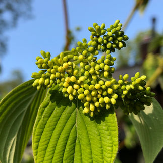 pagoda dogwood buds