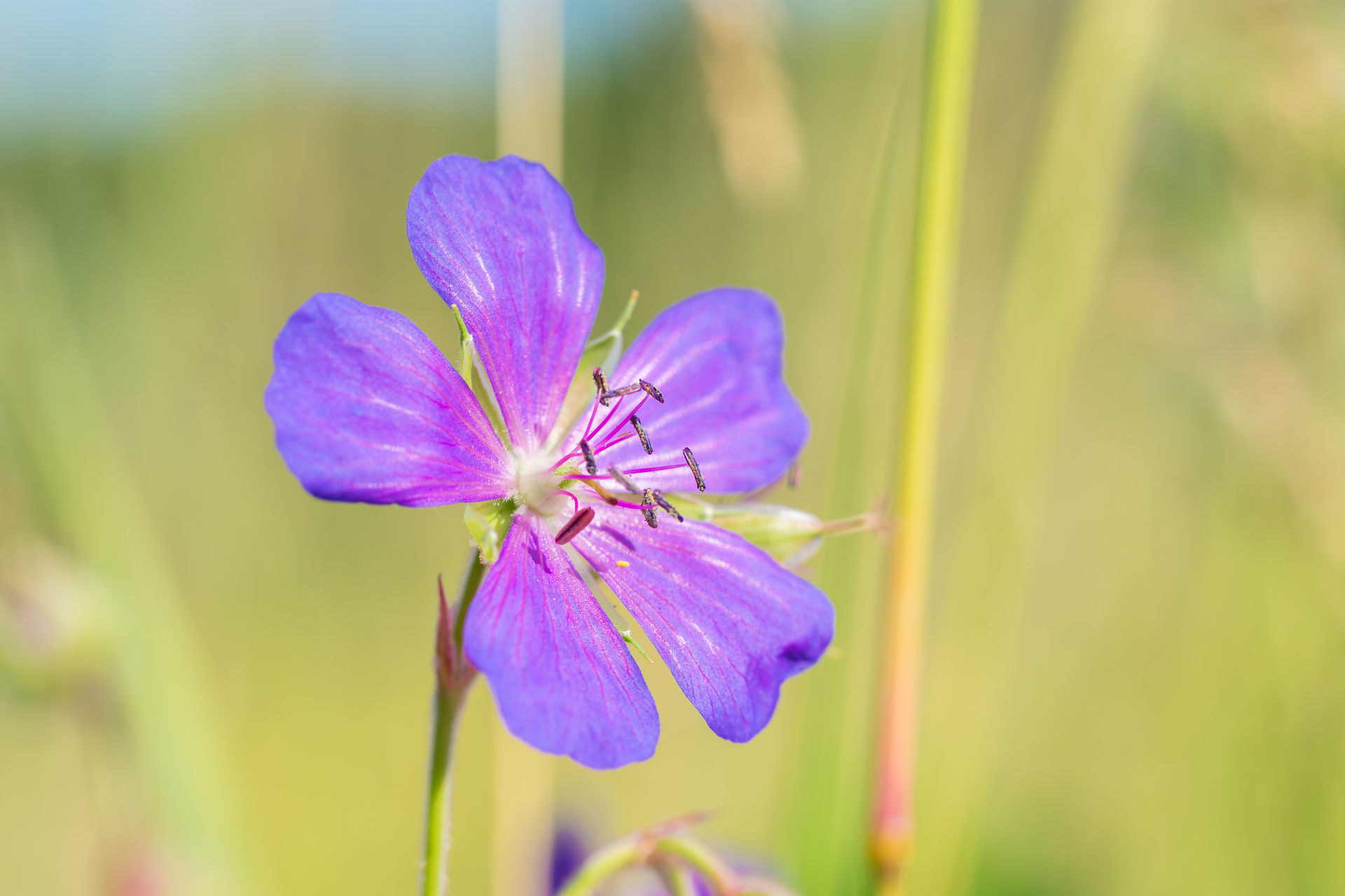 Native Wild Geranium Flower 