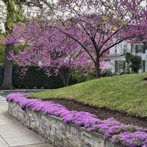 pink tree and row of pink flowers
