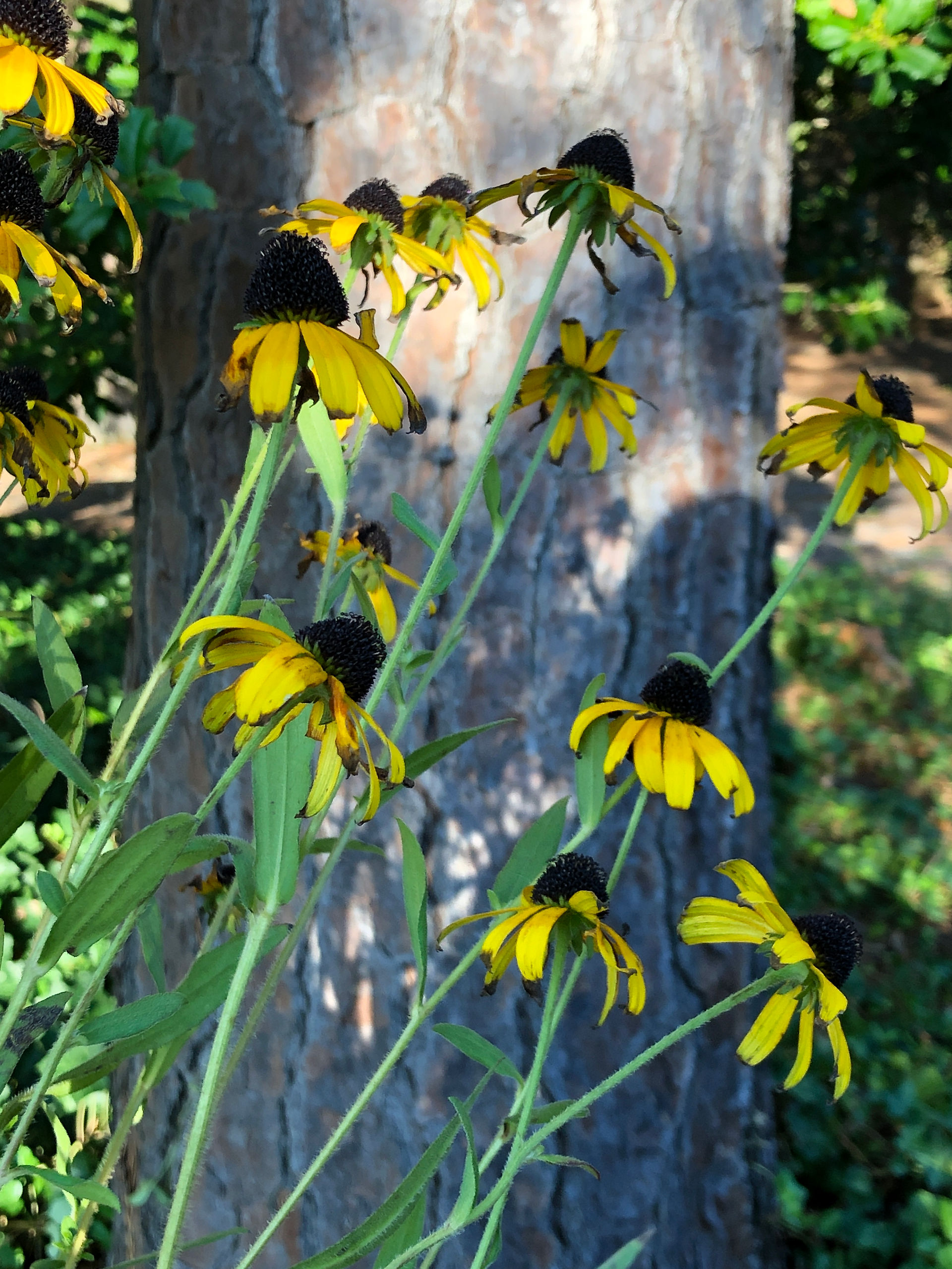 black eyed susan x 'American Gold Rsuh'