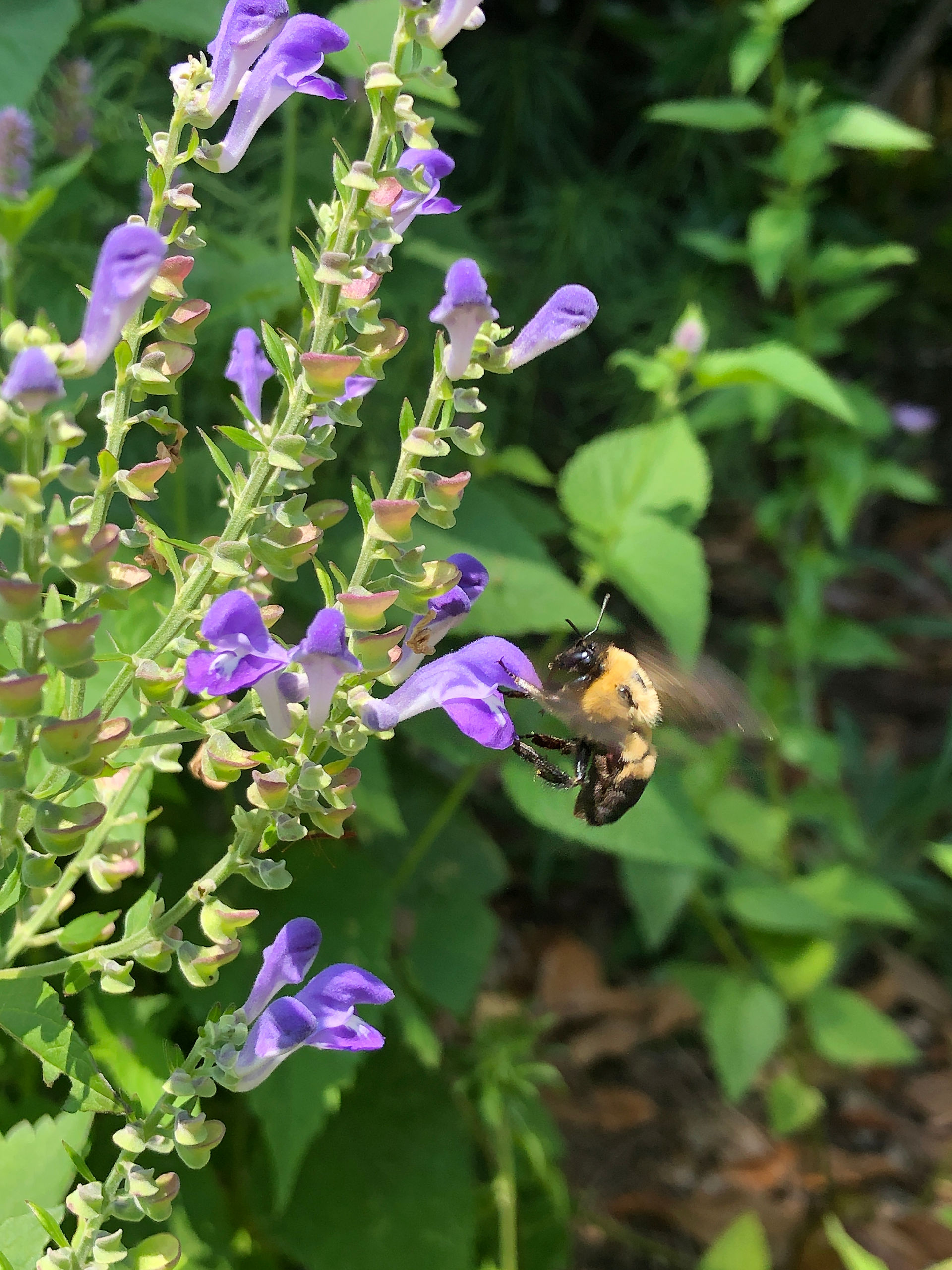 blue flower with bee
