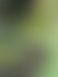 garden bed and putting green