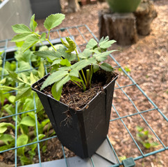 perennial in black pot