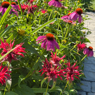 mix of red and pink flowers