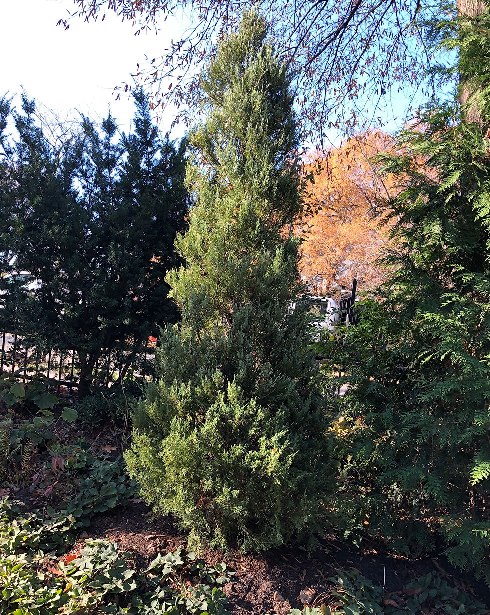 male cultivar of native eastern red cedar