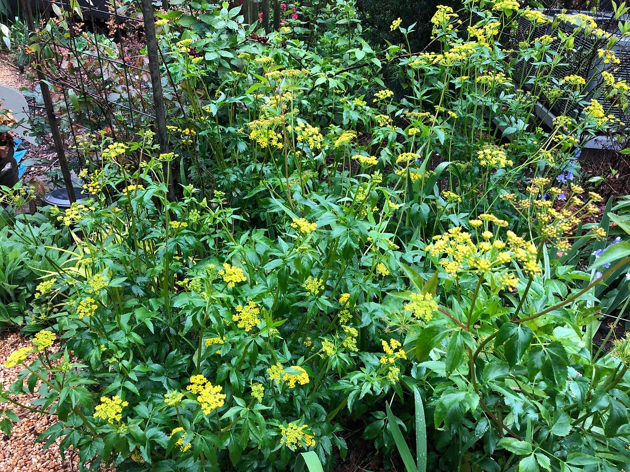 yellow spring flowers
