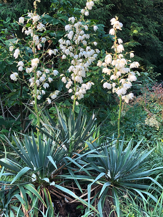 Native Plant Design: A Spiky Accent