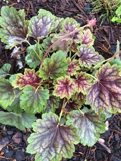 Native Oak Tree with Heuchera