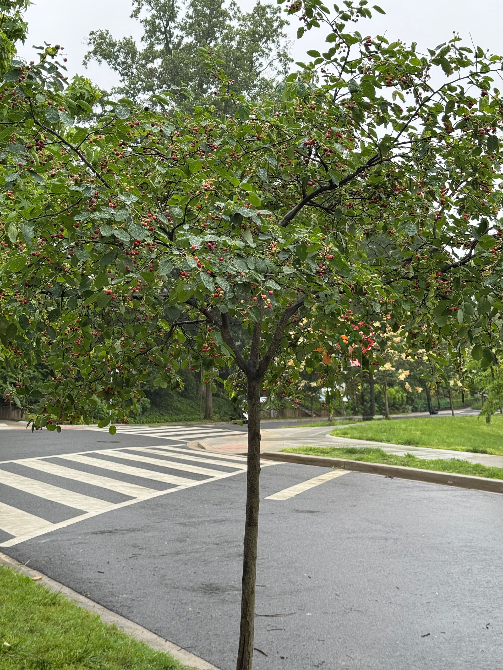 small street tree and crosswalk